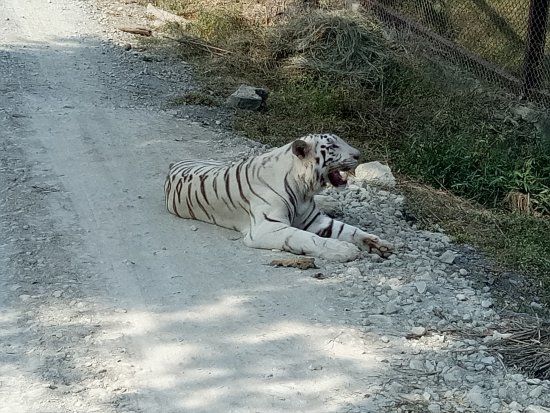 White Tiger Safari Rewa
